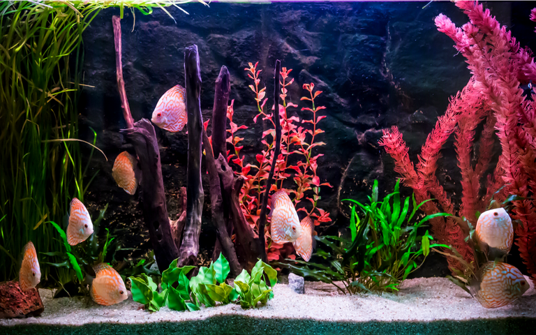 Aquarium mit Unterwasserpflanzen und rosa Fischen.png