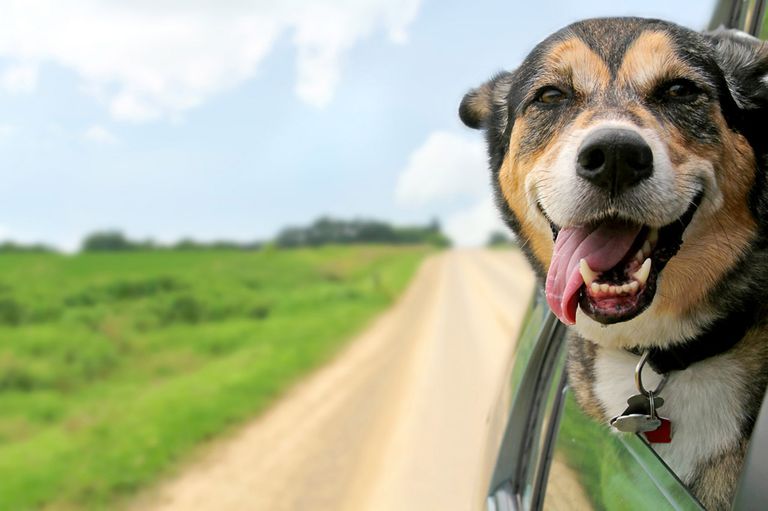 Ein glücklicher Hund genießt die Autofahrt zum Urlaubsort.jpg