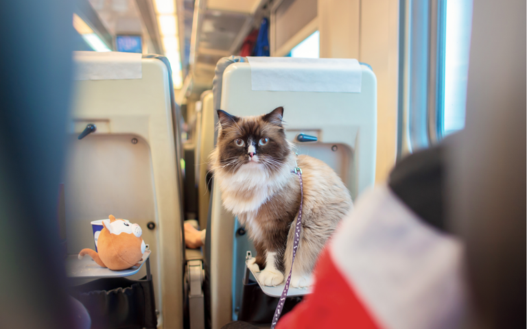 Katze sitzt im Zug