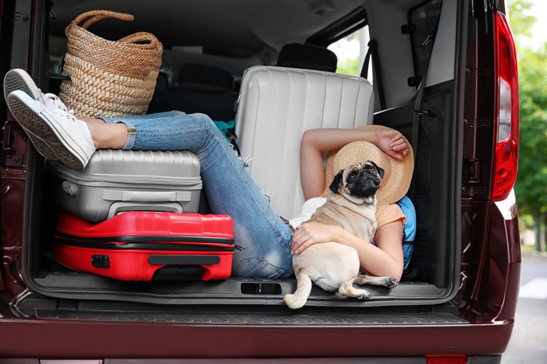 Mops und Besitzer sitzen zwischen Gepäck im Kofferraum des Autos.jpg