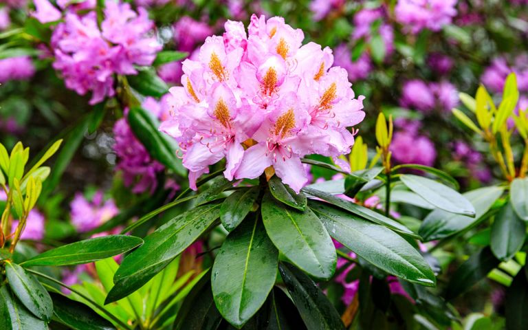 Rhododendron_Bühpflanzen_schattig