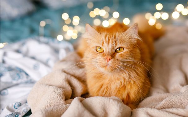 Rote-Katze-liegt-auf-kuscheliger-Decke
