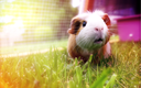 Schönes braunes und weißes Meerschweinchen, das Gras auf pastellfarbenem Hintergrund isst.png