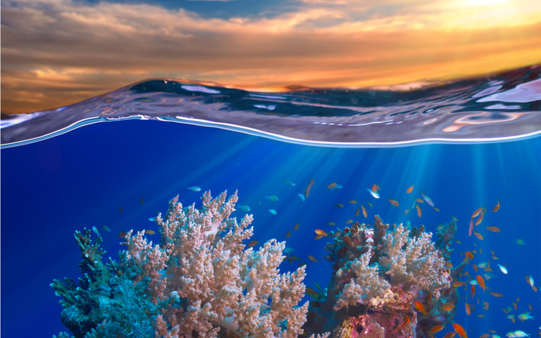 Schönes tropisches Korallenriff mit Fischen bei Sonnenuntergang.png