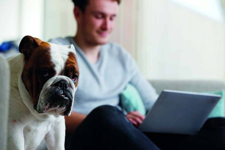 starrende bulldoge mit mann im hintergrund der auf laptop arbeitet
