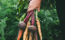 Bündel Gemüse, Karotten und rote Rüben, in Frauenhand