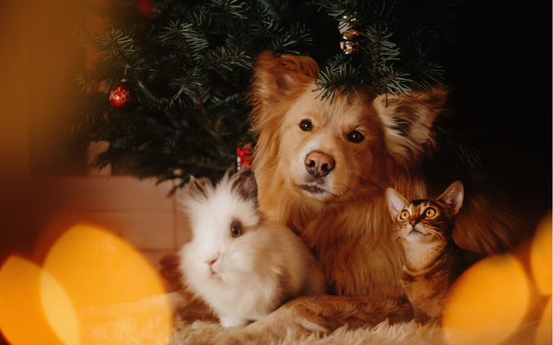Gruppe von Haustieren, die sich unter einem Weihnachtsbaum im Haus zusammensetzen