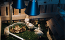 Kleine Hühner und Entengräber auf dem Gras unter einer Lampe im Hof