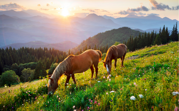 Pferde grasen auf Almwiesen. Blühende Wiesen vor dem Hintergrund schöner Waldgipfel, die Sonne untergeht, ein warmer Sommerabend.png