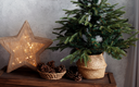 Lebende Weihnachtsbaum in einem Topf daneben handgemachten Stern auf einem Holzregal. Spiegel an der Wand